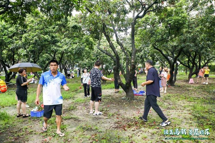 "绿美高新 荟荔同乐" 2023年珠海市乡村旅游文化季暨 会同荔枝嘉年华